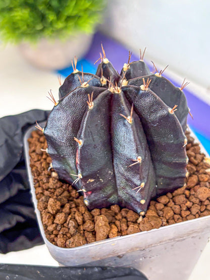 Gymnocalycium Black Widow (gy13) (16) | Collectable Plant