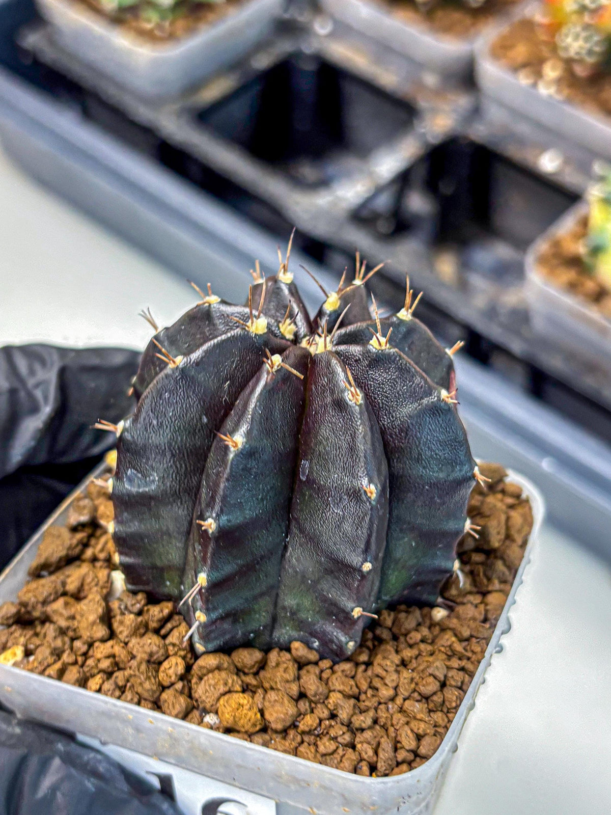 Gymnocalycium Black Widow (gy13) (16) | Collectable Plant