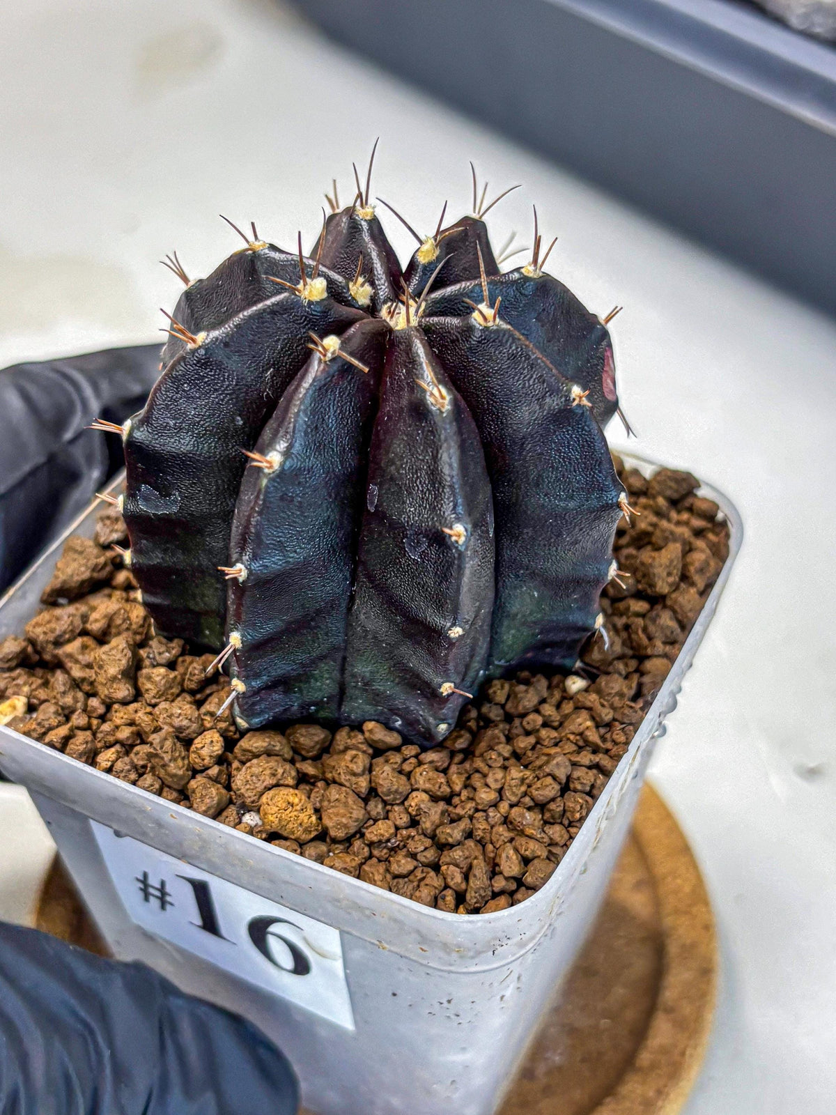 Gymnocalycium Black Widow (gy13) (16) | Collectable Plant