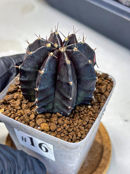 Gymnocalycium Black Widow (gy13) (16) | Collectable Plant