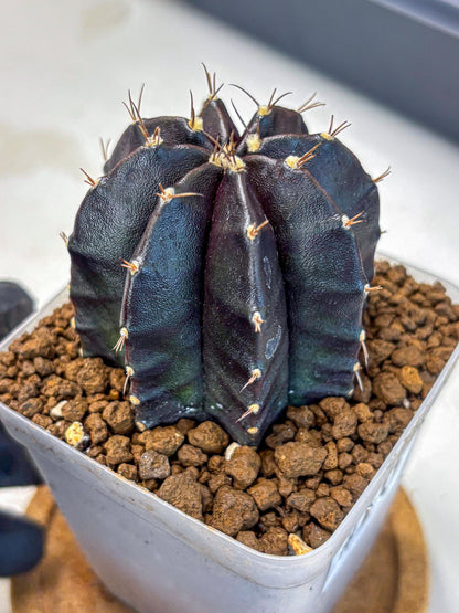 Gymnocalycium Black Widow (gy13) (16) | Collectable Plant