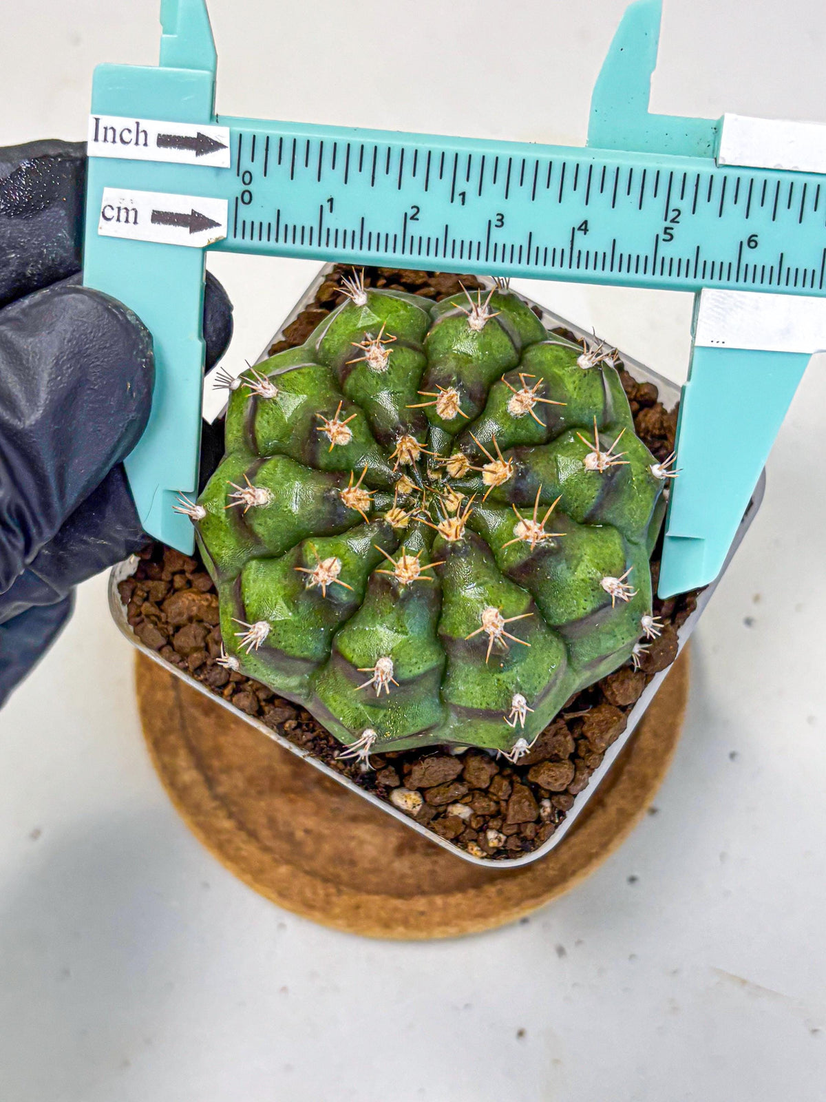Gymnocalycium Chinese Dates (gy13) (18) | Rare Hybrids