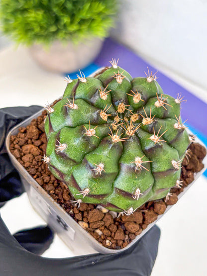 Gymnocalycium Chinese Dates (gy13) (18) | Rare Hybrids
