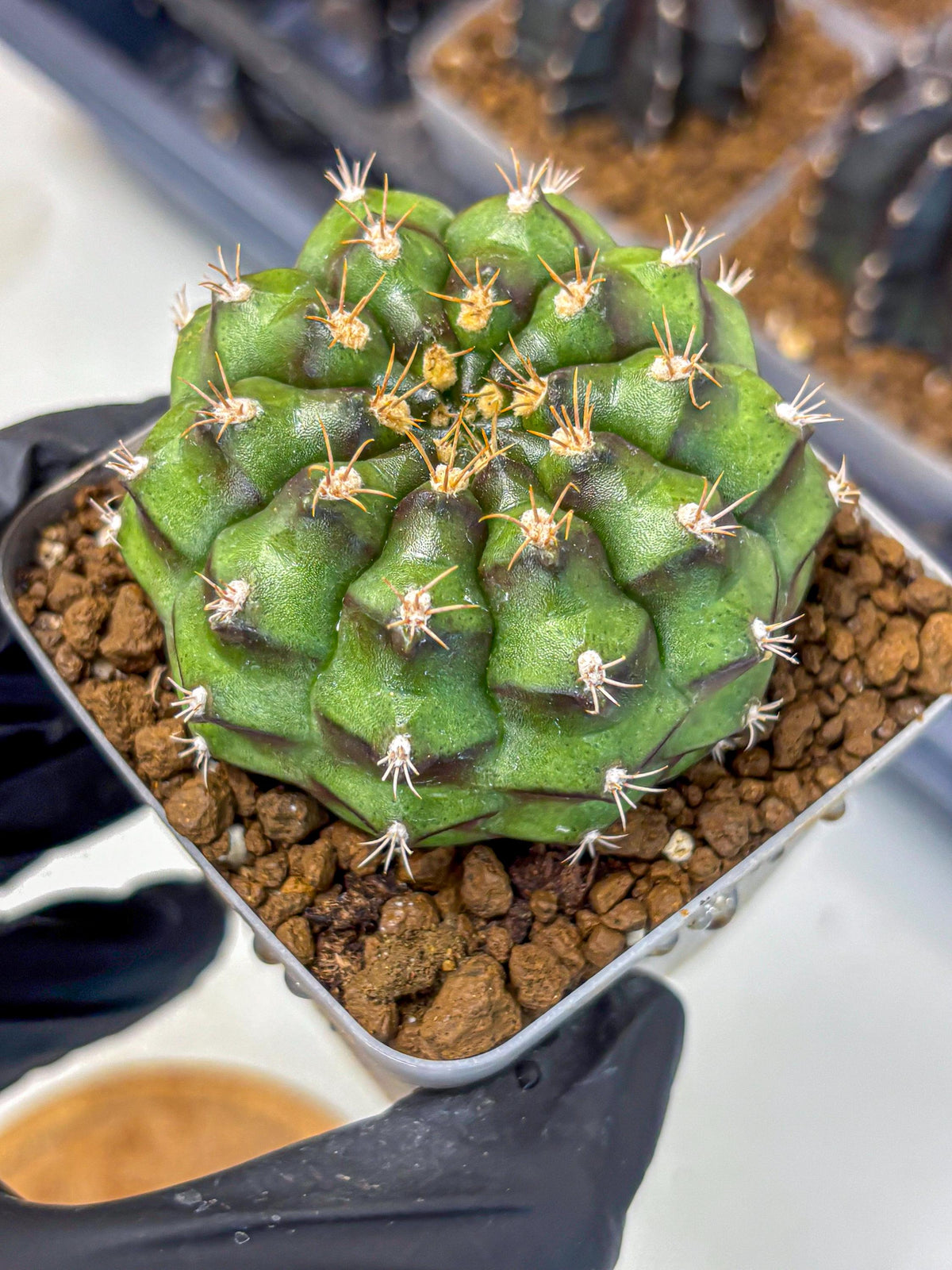 Gymnocalycium Chinese Dates (gy13) (18) | Rare Hybrids