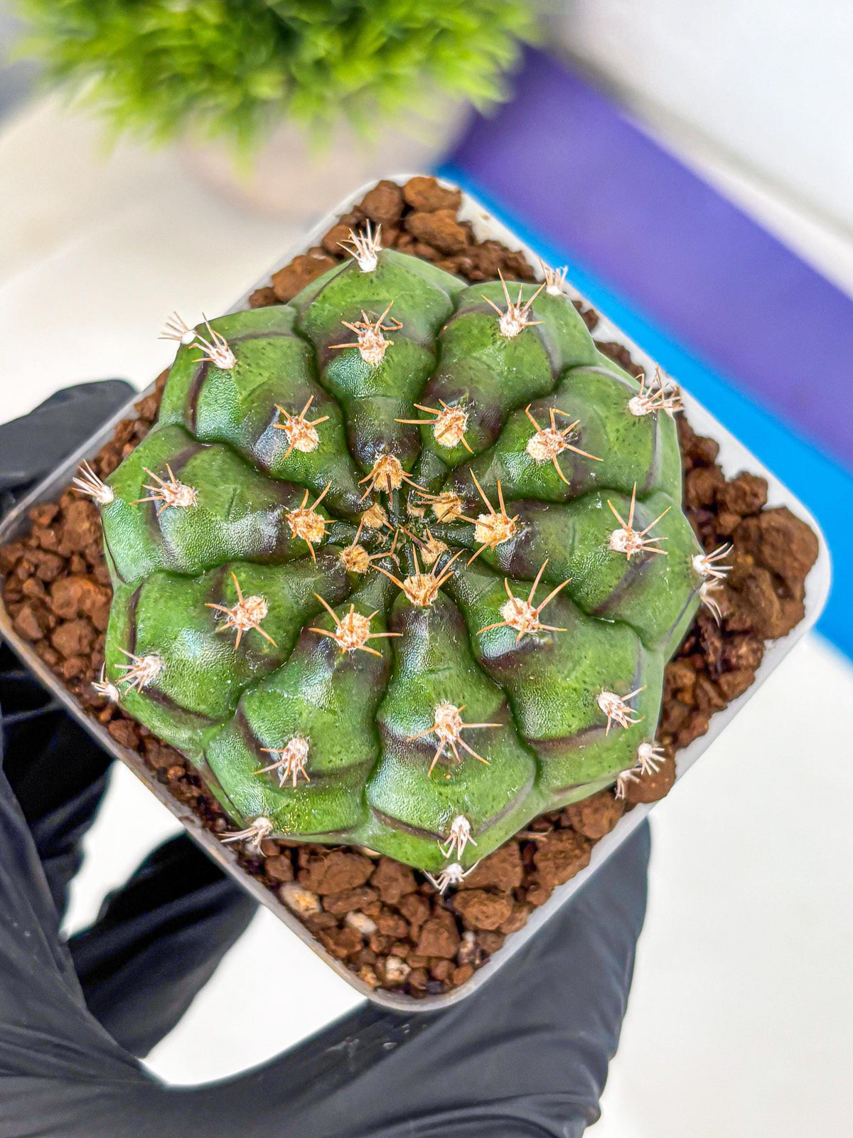 Gymnocalycium Chinese Dates (gy13) (18) | Rare Hybrids