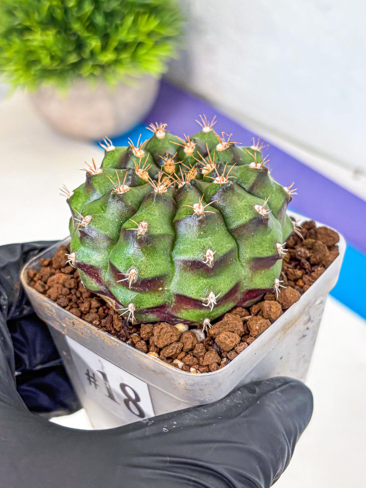 Gymnocalycium Chinese Dates (gy13) (18) | Rare Hybrids
