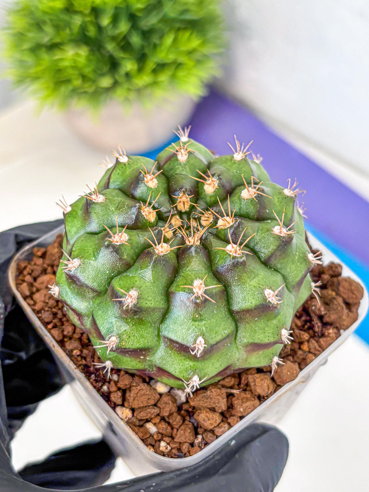 Gymnocalycium Chinese Dates (gy13) (18) | Rare Hybrids