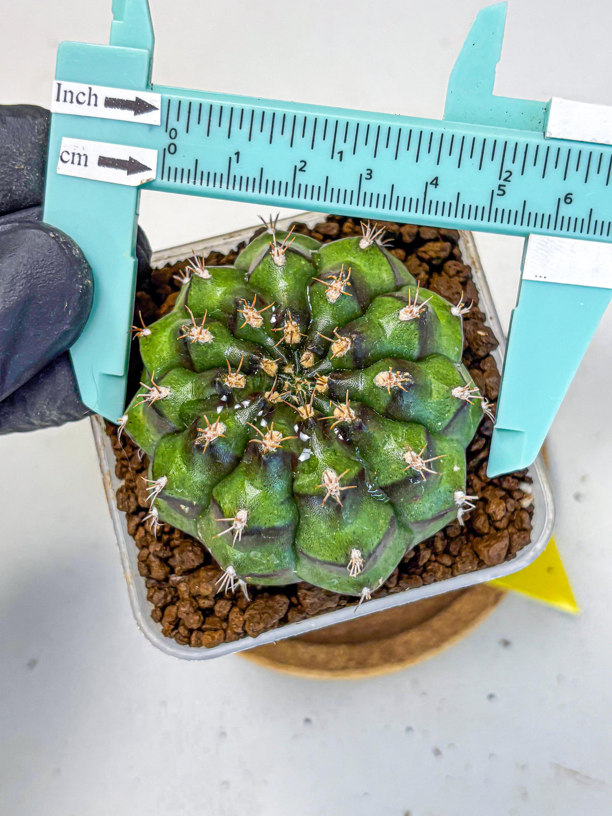 Gymnocalycium Chinese Dates (gy13) (yy) | Rare Hybrids