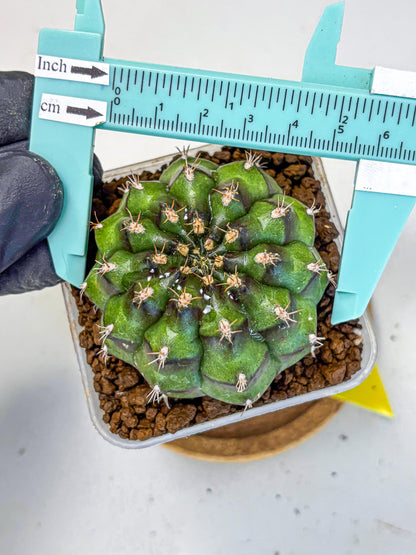 Gymnocalycium Chinese Dates (gy13) (yy) | Rare Hybrids