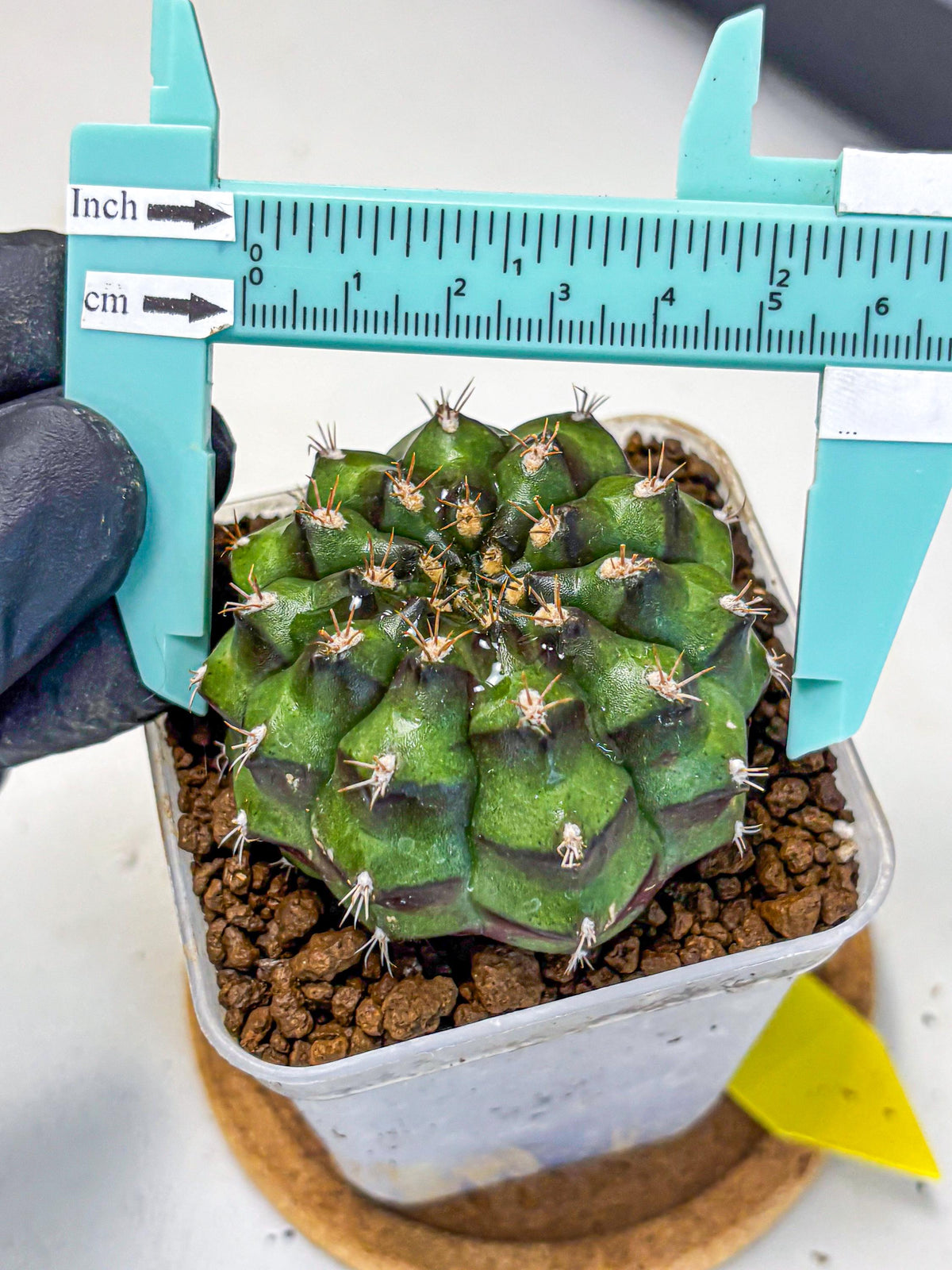 Gymnocalycium Chinese Dates (gy13) (yy) | Rare Hybrids