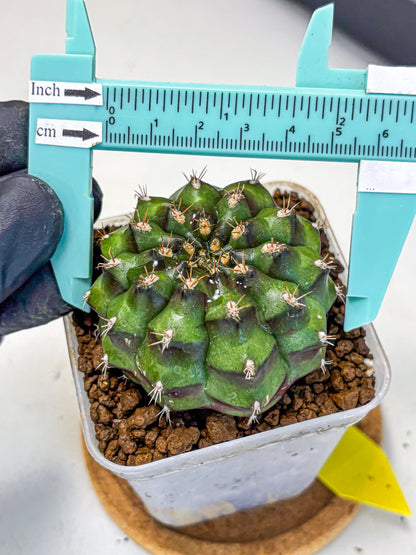 Gymnocalycium Chinese Dates (gy13) (yy) | Rare Hybrids