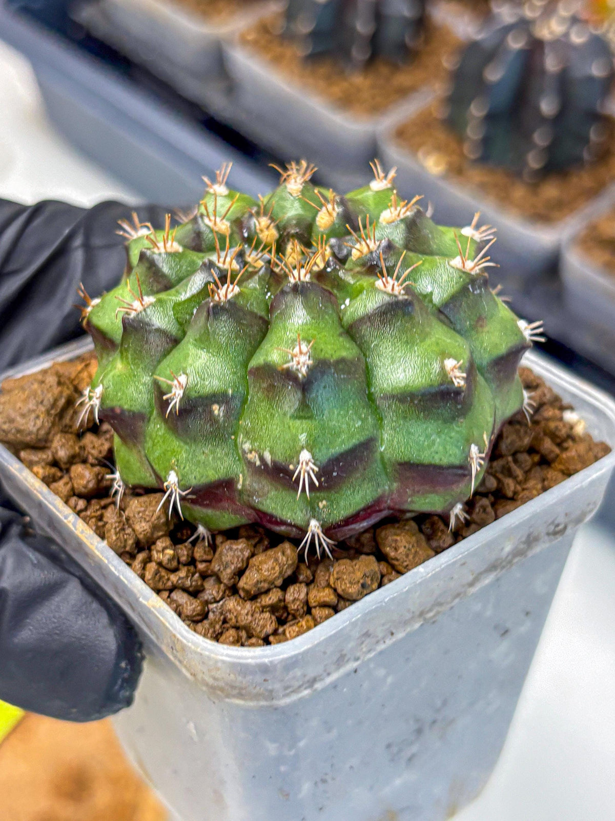 Gymnocalycium Chinese Dates (gy13) (yy) | Rare Hybrids