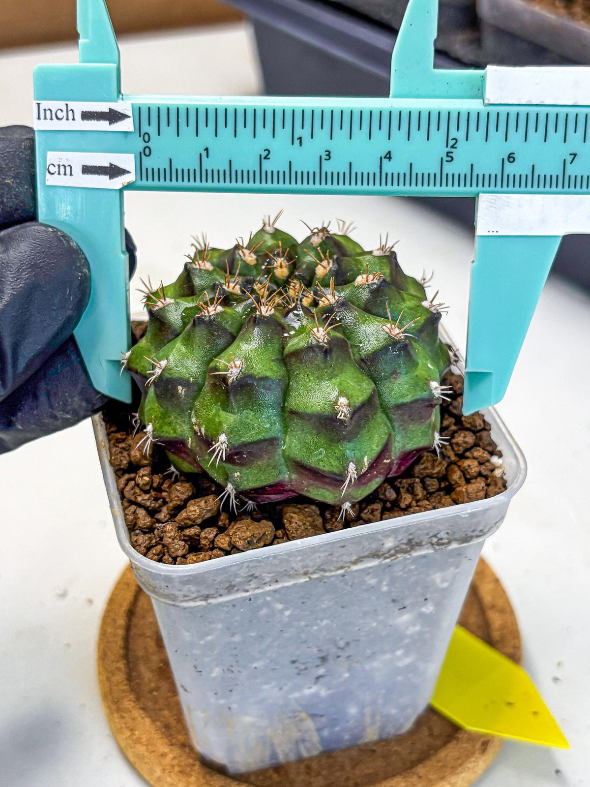 Gymnocalycium Chinese Dates (gy13) (yy) | Rare Hybrids