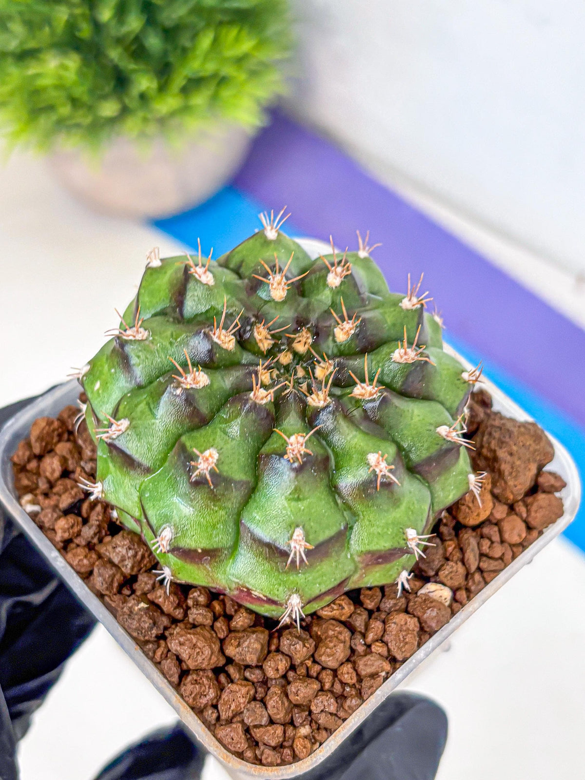 Gymnocalycium Chinese Dates (gy13) (yy) | Rare Hybrids