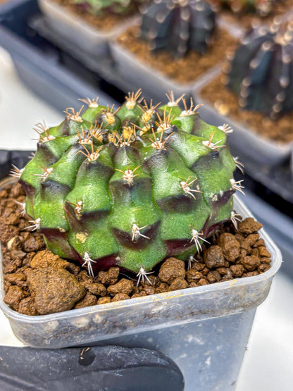 Gymnocalycium Chinese Dates (gy13) (yy) | Rare Hybrids