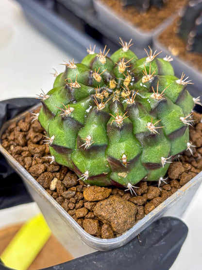 Gymnocalycium Chinese Dates (gy13) (yy) | Rare Hybrids