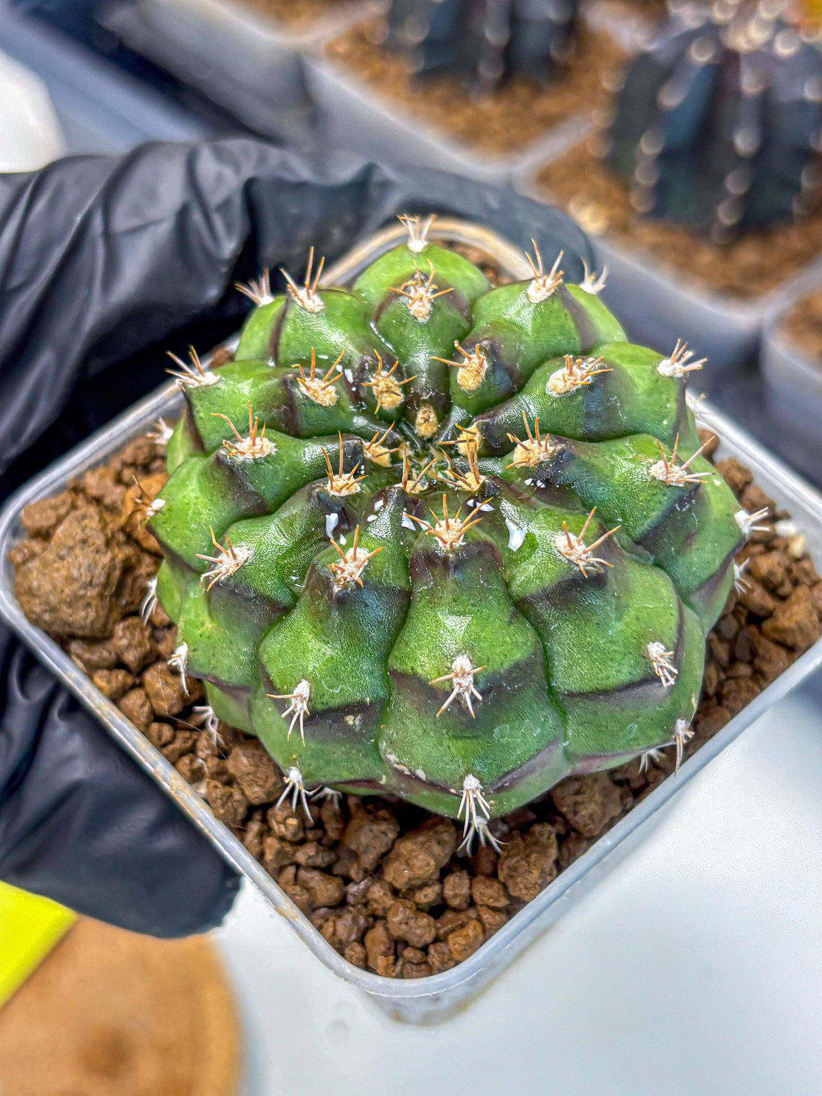 Gymnocalycium Chinese Dates (gy13) (yy) | Rare Hybrids