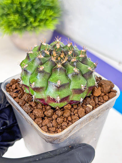 Gymnocalycium Chinese Dates (gy13) (yy) | Rare Hybrids