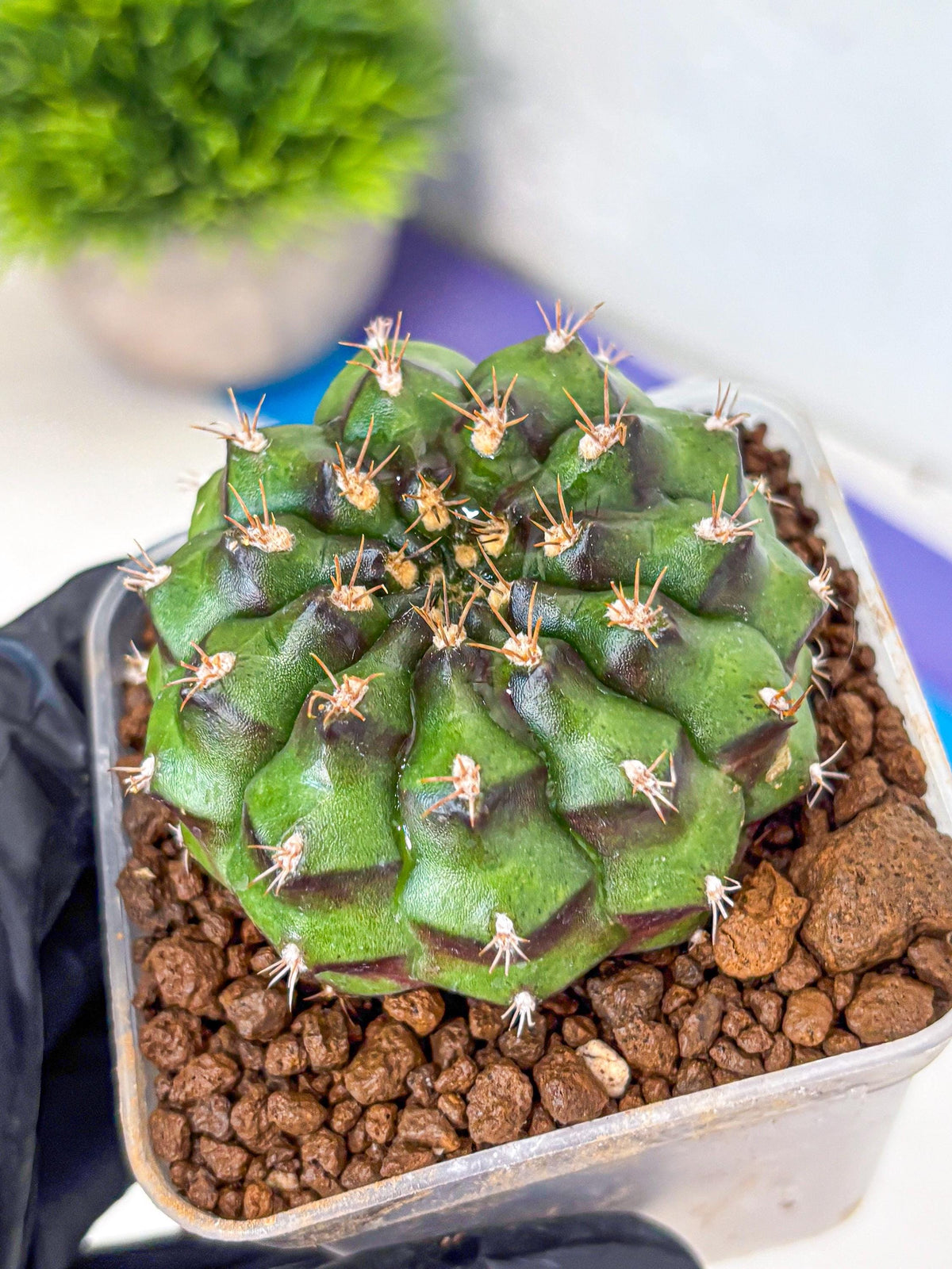 Gymnocalycium Chinese Dates (gy13) (yy) | Rare Hybrids