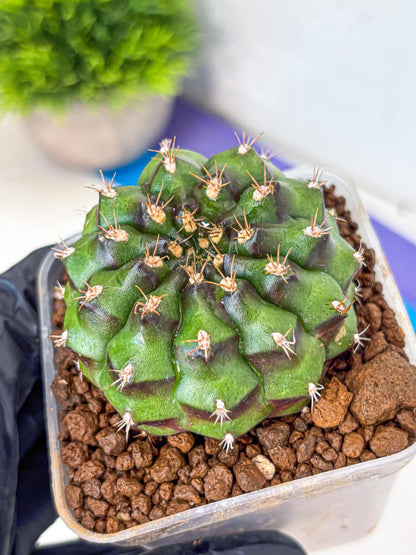 Gymnocalycium Chinese Dates (gy13) (yy) | Rare Hybrids