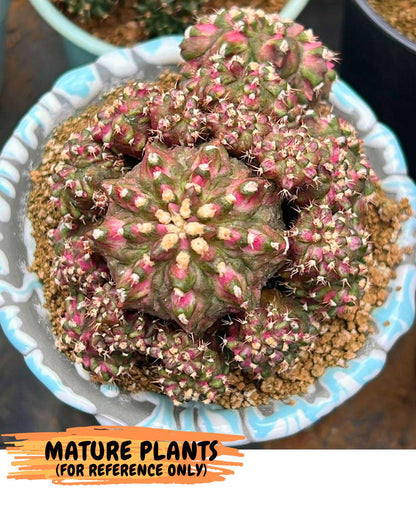 Gymnocalycium T-Lux (gy18) (07) | Collectable Plant