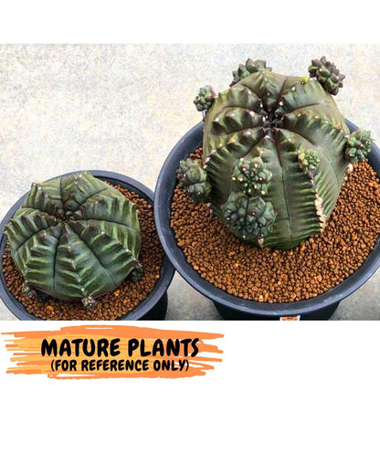 Gymnocalycium Forest Green (gy18) (2) | Collectable Plant