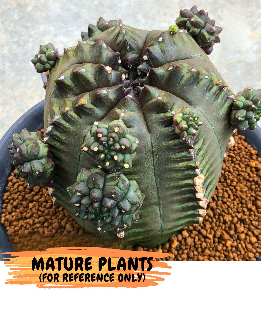 Gymnocalycium Forest Green (gy18) (3) | Collectable Plant
