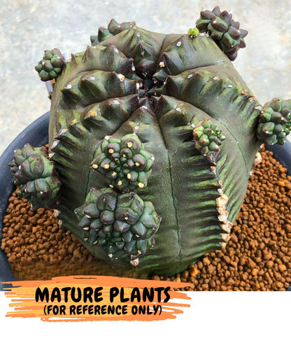 Gymnocalycium Forest Green (gy18) (3) | Collectable Plant