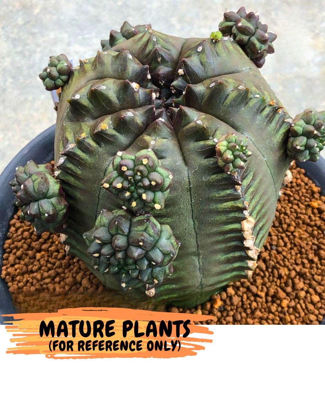Gymnocalycium Forest Green (gy18) (2) | Collectable Plant