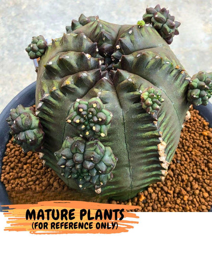 Gymnocalycium Forest Green (gy18) (2) | Collectable Plant