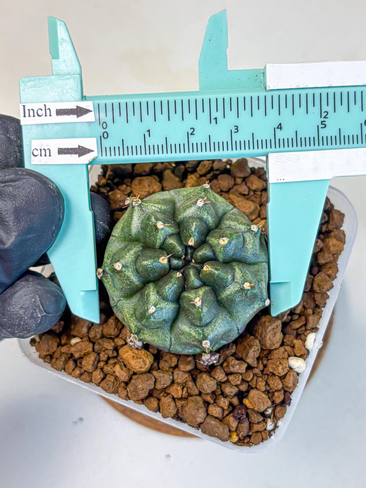Gymnocalycium Forest Green (gy18) (2) | Collectable Plant