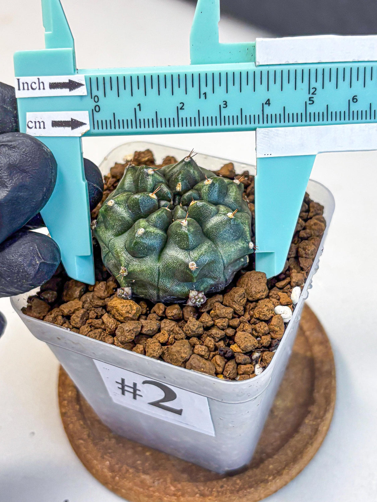 Gymnocalycium Forest Green (gy18) (2) | Collectable Plant