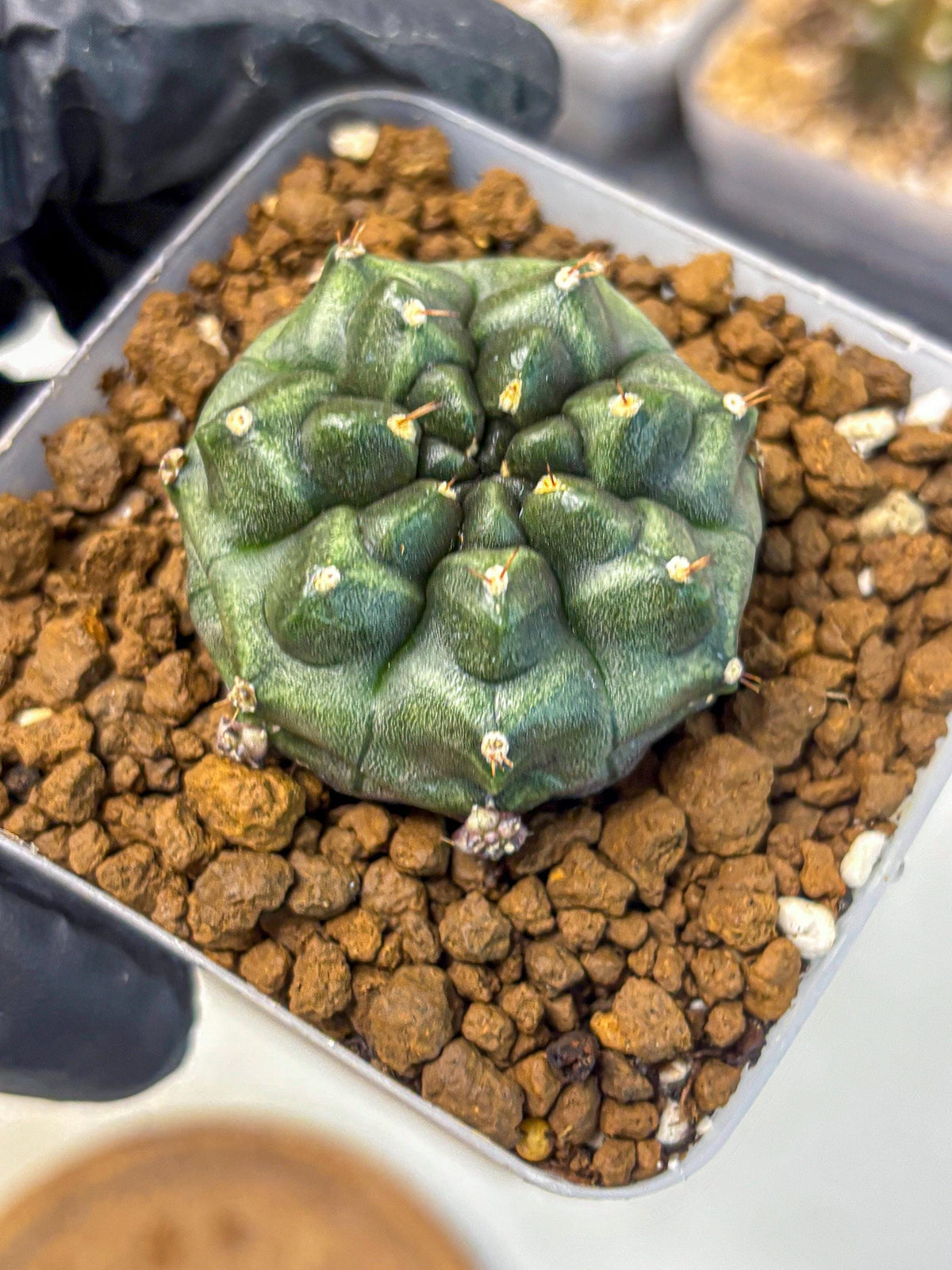 Gymnocalycium Forest Green (gy18) (2) | Collectable Plant