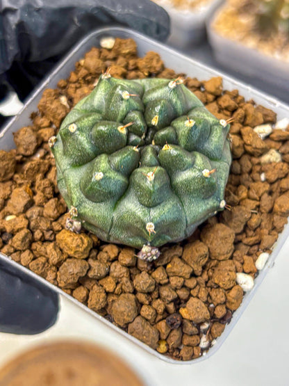 Gymnocalycium Forest Green (gy18) (2) | Collectable Plant