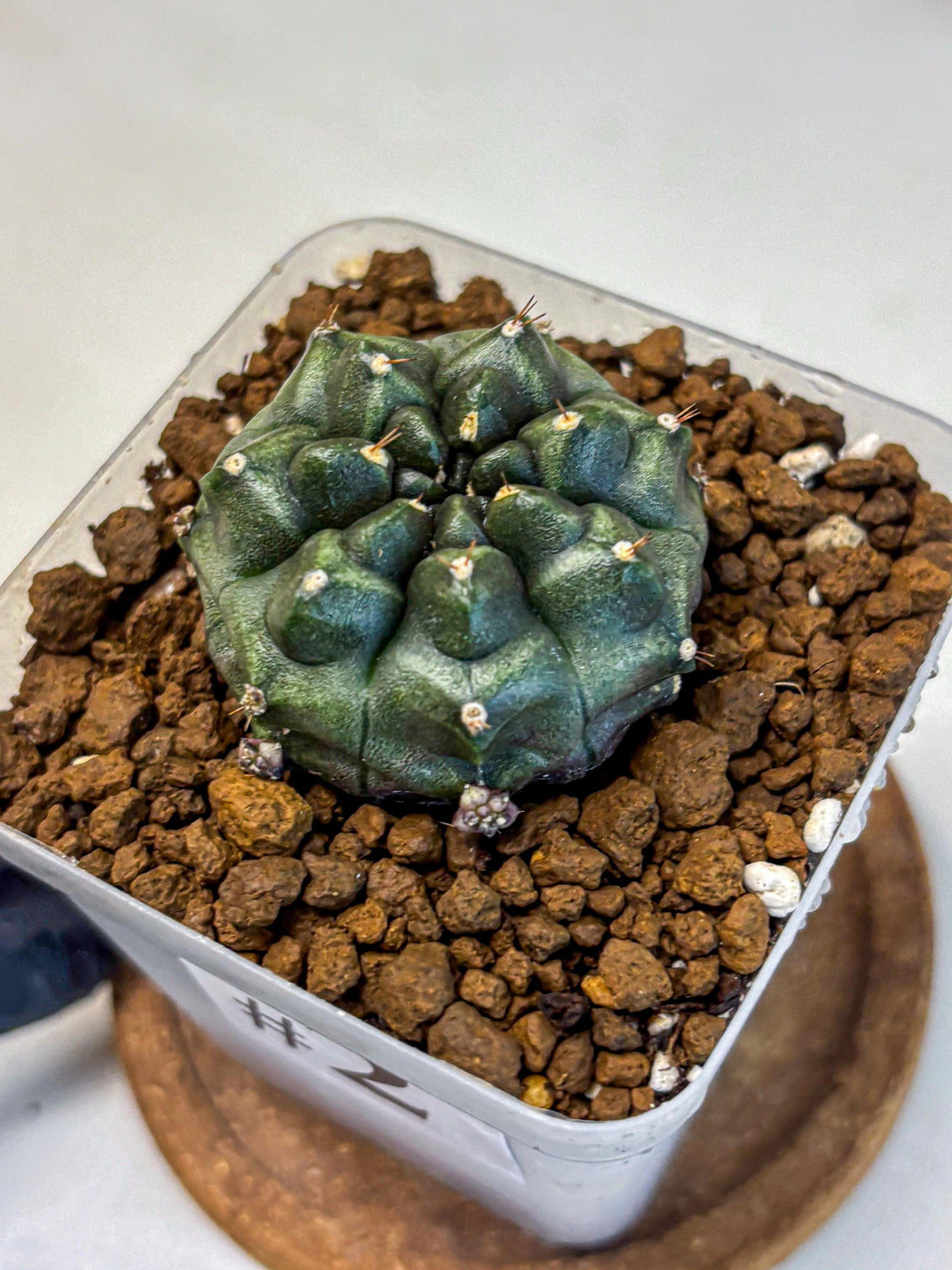 Gymnocalycium Forest Green (gy18) (2) | Collectable Plant