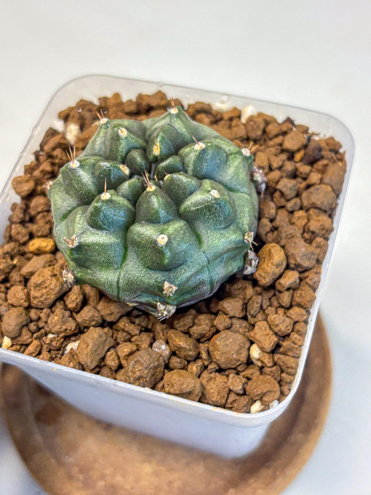 Gymnocalycium Forest Green (gy18) (2) | Collectable Plant