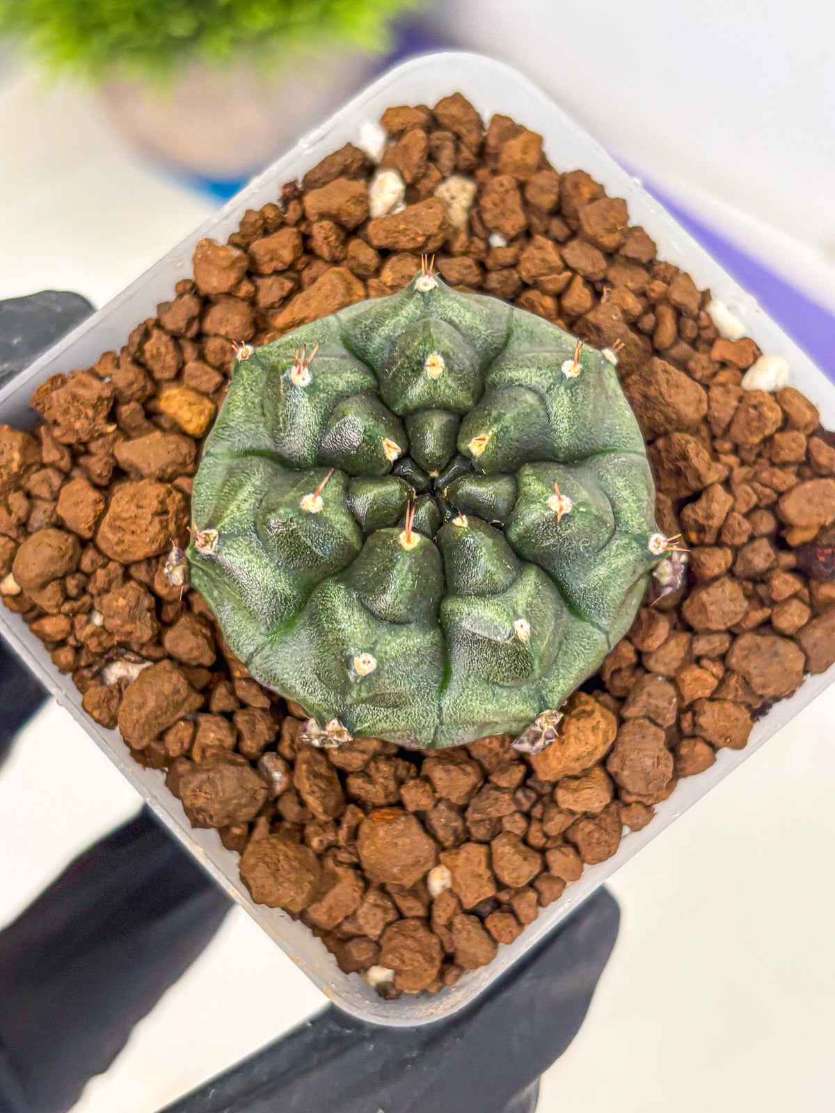 Gymnocalycium Forest Green (gy18) (2) | Collectable Plant