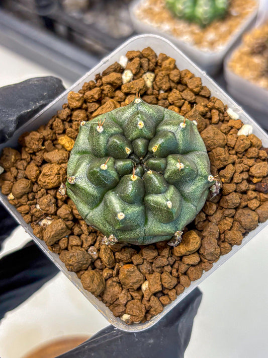 Gymnocalycium Forest Green (gy18) (2) | Collectable Plant