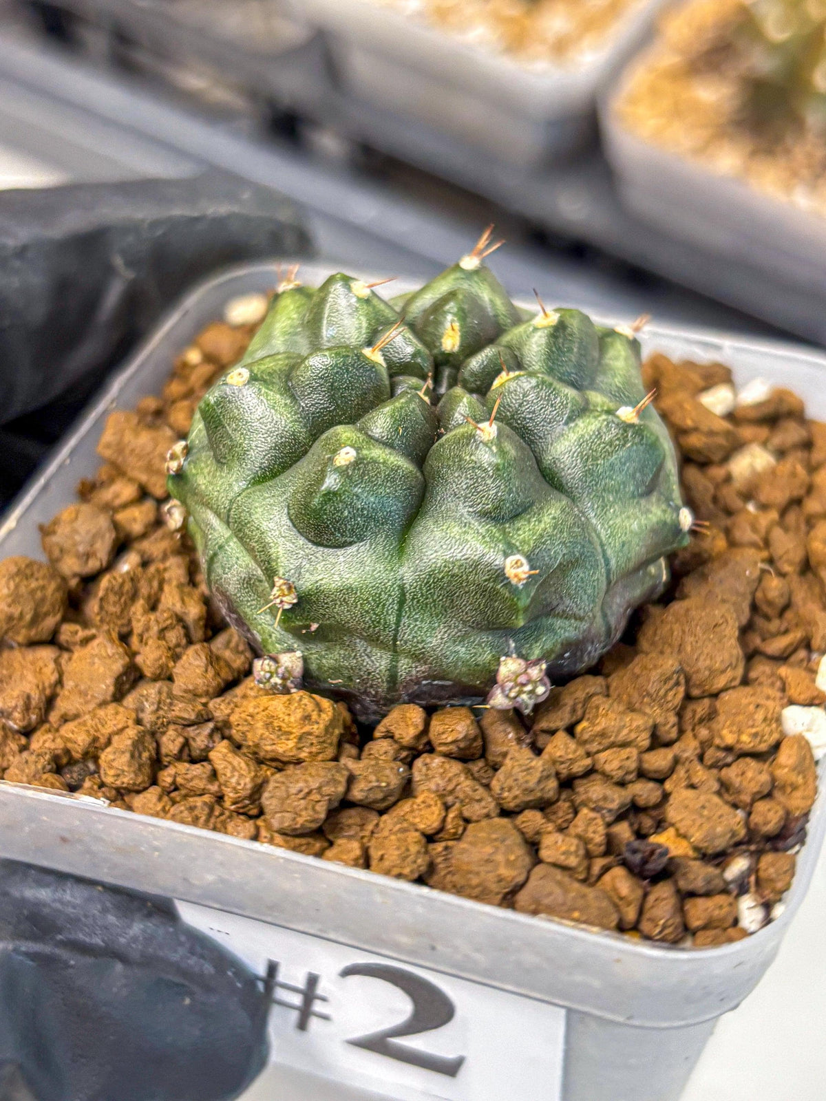 Gymnocalycium Forest Green (gy18) (2) | Collectable Plant