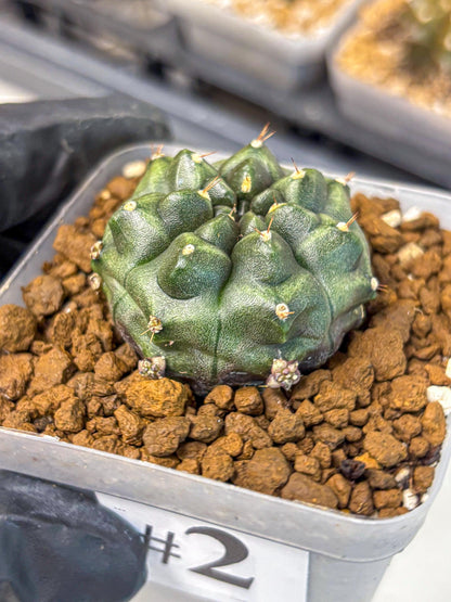 Gymnocalycium Forest Green (gy18) (2) | Collectable Plant