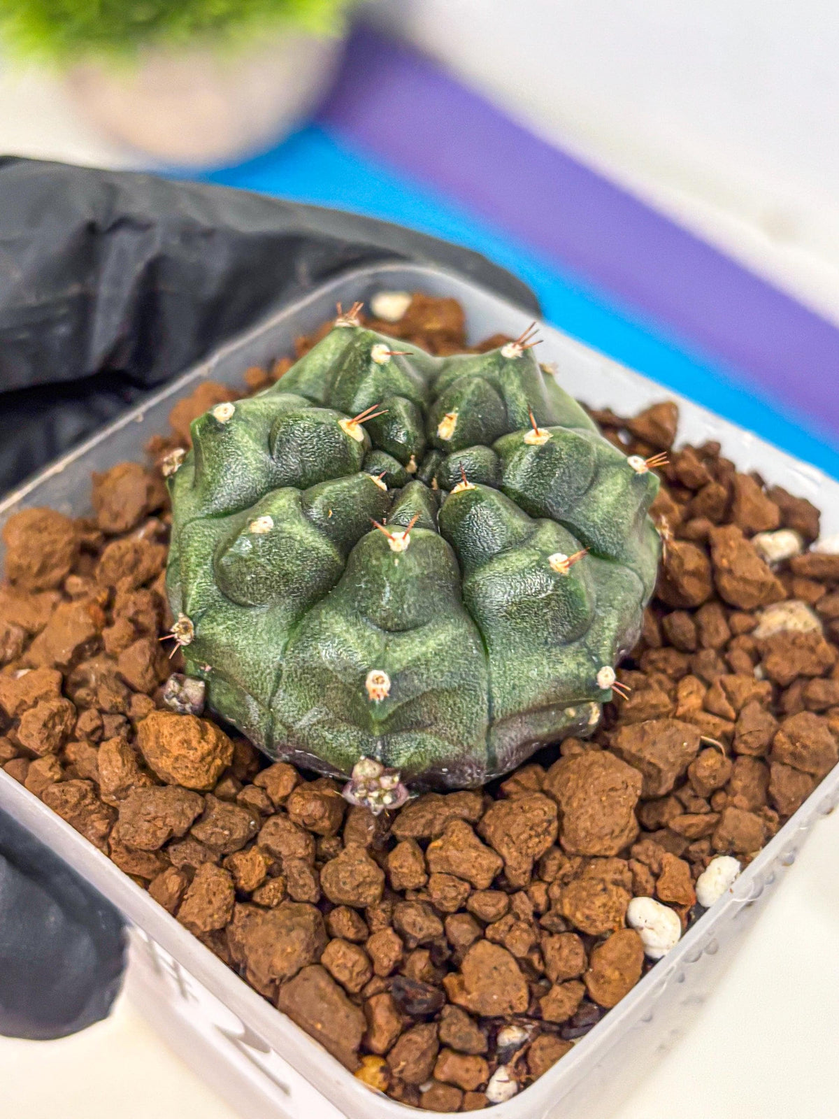 Gymnocalycium Forest Green (gy18) (2) | Collectable Plant