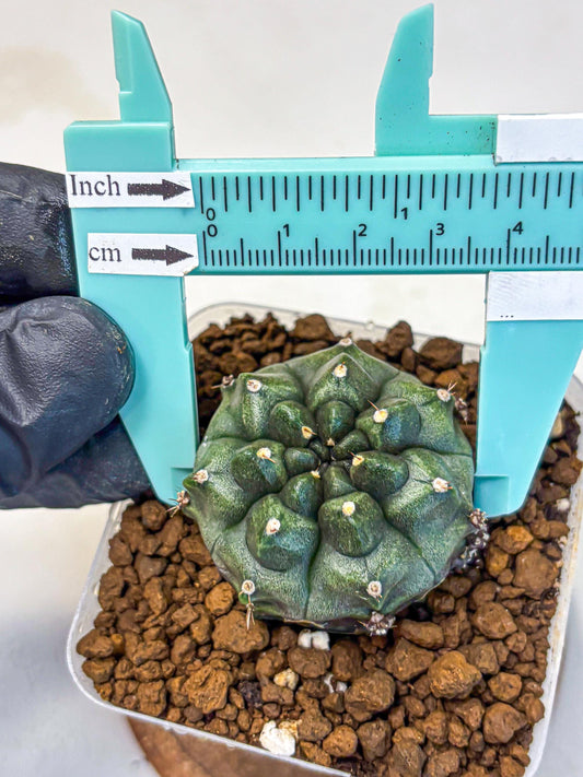 Gymnocalycium Forest Green (gy18) (3) | Collectable Plant