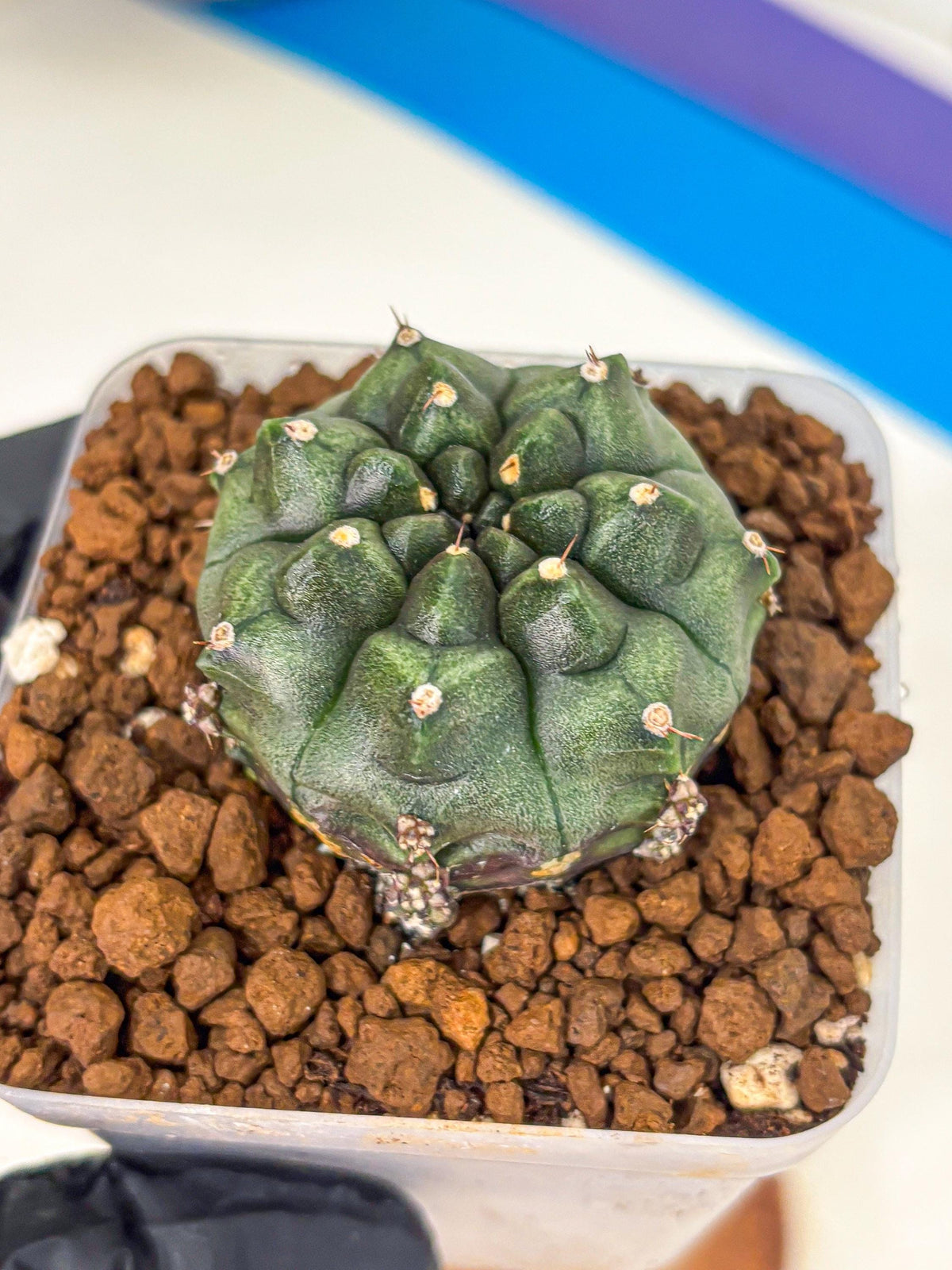 Gymnocalycium Forest Green (gy18) (3) | Collectable Plant