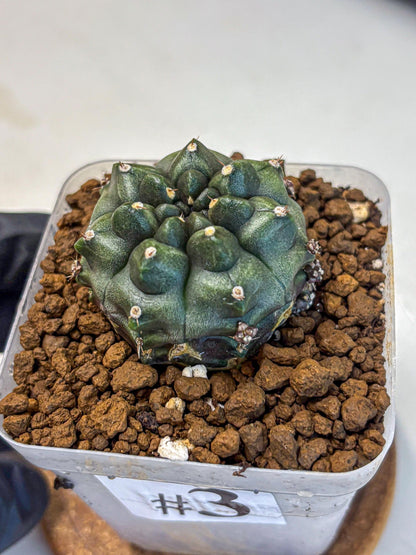 Gymnocalycium Forest Green (gy18) (3) | Collectable Plant