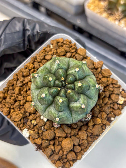 Gymnocalycium Forest Green (gy18) (3) | Collectable Plant