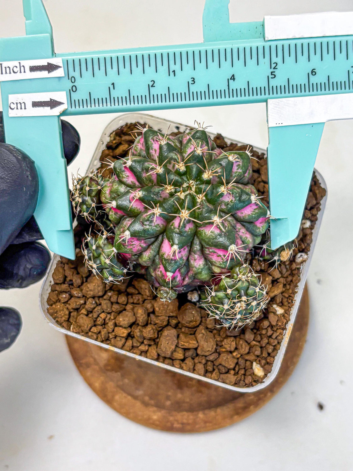 Gymnocalycium Larissa (gy18) (4) | Collector’s Edition