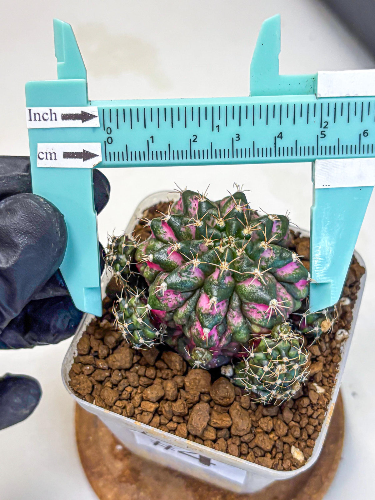 Gymnocalycium Larissa (gy18) (4) | Collector’s Edition