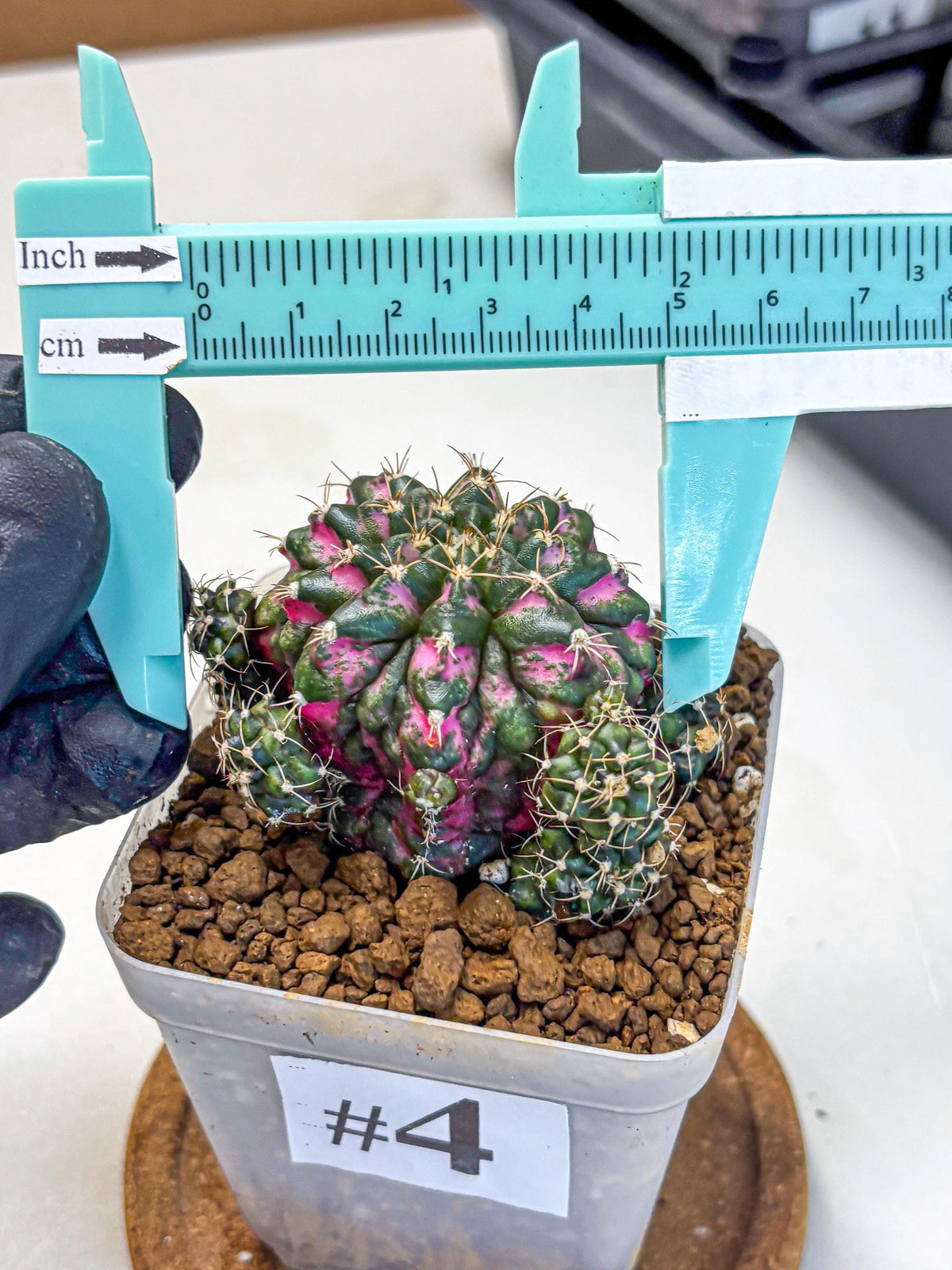 Gymnocalycium Larissa (gy18) (4) | Collector’s Edition