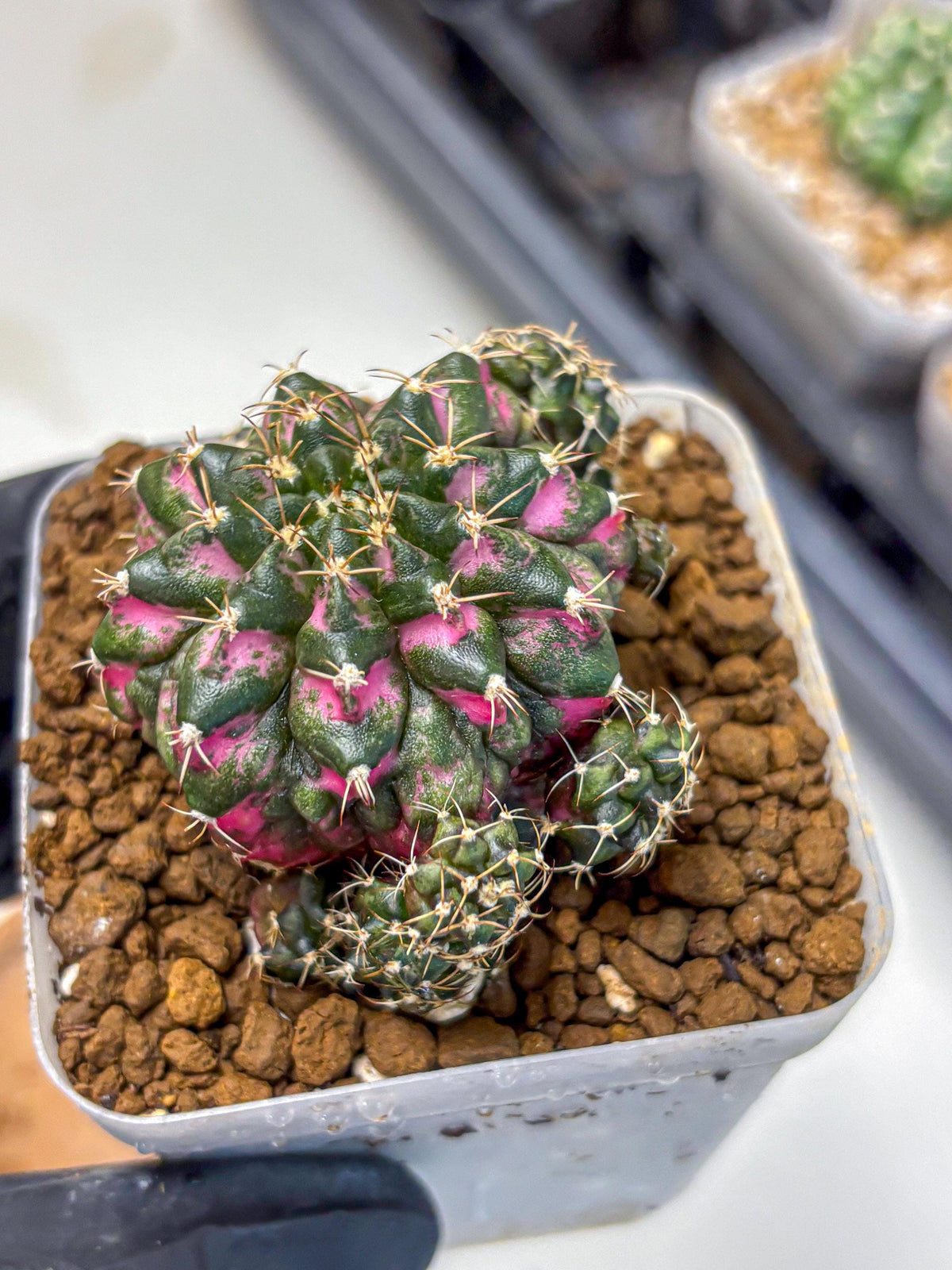 Gymnocalycium Larissa (gy18) (4) | Collector’s Edition