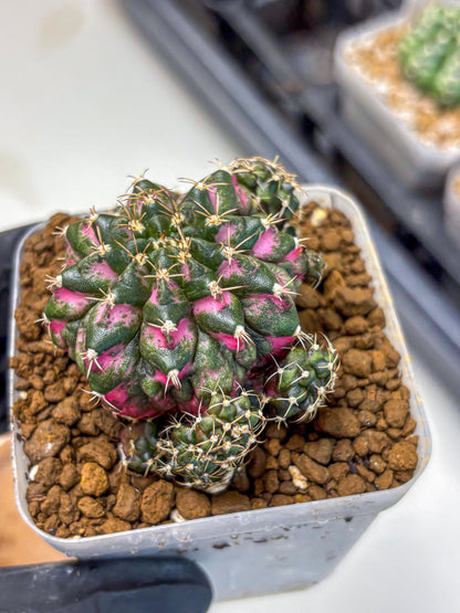 Gymnocalycium Larissa (gy18) (4) | Collector’s Edition